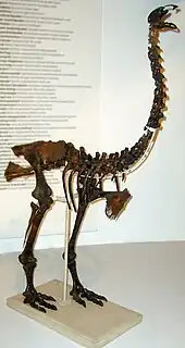 Skeleton of an eastern moa, a species that was hunted to extinction shortly after the first humans arrived in New Zealand