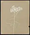 Anaphalis margaritacea, Benth. & Hook. (Pearly Everlasting), August 16, 1885