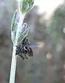 Dance flies Empididae mating. The female is holding with all 6 feet onto a small fly supplied by the male.