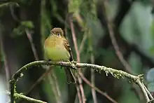 Yellowish flycatcher