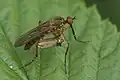 Empis livida with prey