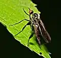 Empis pennipes