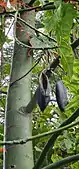 Emptied seed pods on tree