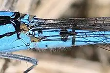 Distinctive marking at base of abdomen of male segment S2