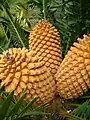 Cones