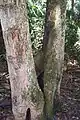 Corkwood growing at Wyrrabalong National Park, Australia