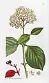 Dogwood or Wild Cornel-tree. Plate 249. Vol 4 (1st. Ed. 1795)