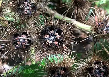 Seed pods