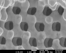 Electron micrograph of the three-dimensional photonic crystals within the scales on Entimus imperialis