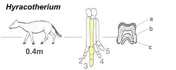 Image 7Eohippus, with left forefoot (third metacarpal colored) and tooth (a, enamel; b, dentin; c, cement) detailed (from Evolution of the horse)