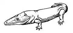 Eolydekkerina magna, of the early Triassic of South Africa