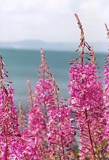 Epilobium angustifolium