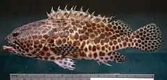 Epinephelus merra