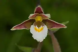 Marsh helleborine