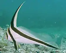 Jack-knifefish