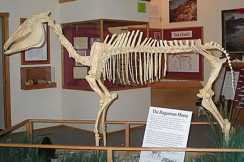 Image 12Mounted skeleton of Hagerman horse (Equus simplicidens) (from Evolution of the horse)