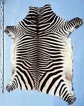 Mountain zebra hide