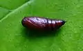 Pupa