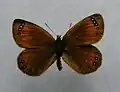 Erebia gorge f. triopes