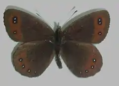 Erebia montana goante