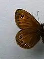 Erebia oemeunderside ♂