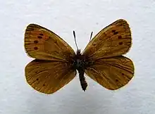 Erebia pandrose