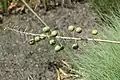 Section of withered flower spike bearing still green, but almost ripe, seed capsules, Halle Botanic Garden