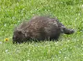 North American porcupine (Erethizon dorsatum) at Cap Gaspé