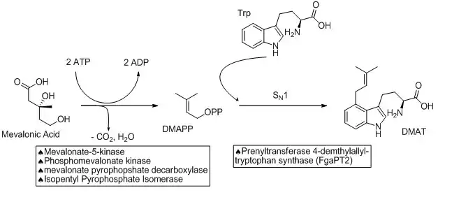 Ergocryptine-part1