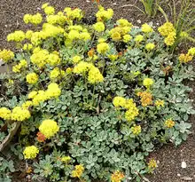 E. umbellatum var. humistratum (habit)