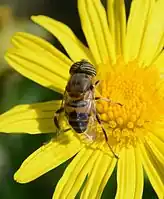 Eristalinus taeniops. Male