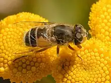 Eristalis abusiva female