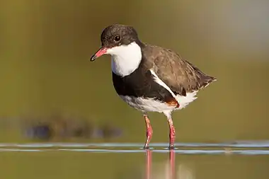 Image 4Red-kneed dotterelPhotograph: JJ HarrisonThe red-kneed dotterel (Erythrogonys cinctus) is a long-legged, medium-sized plover in the subfamily Vanellinae.  It is often gregarious and will associate with other waders of its own and different species, even when nesting.  It is nomadic and sometimes irruptive.More selected pictures