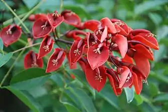 Ceibo, cockspur(Erythrina crista-galli)