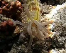 The mouth of an Euapta godeffroyi, showing pinnate tentacles.