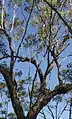 Smaller branches of E. dura are smooth and silvery-grey near the canopy.