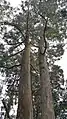 Tall trees in Galicia, northwest Spain