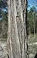 Bark on E. globoidea near Eden