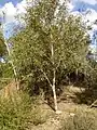 Young specimen in Maranoa Gardens