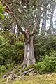 Cultivated specimen in Wellington Botanic Garden, New Zealand