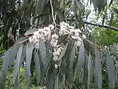 foliage and flowers