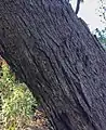 Trunk bark