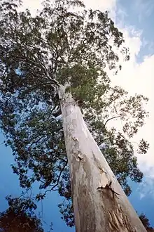 Giant Mountain Blue Gum near Woodford, over 70 metres tall