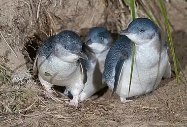 Group of three little penguins standing at entrance to nesting burrow