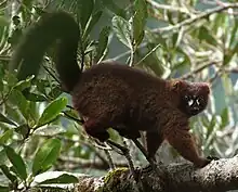 A red-bellied lemur stands on a branch, rubbing his rump against some smaller branches.