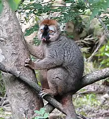 Red-fronted brown lemur at Isalo National Park