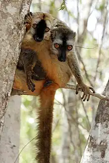 Red-fronted lemur at Kirindy