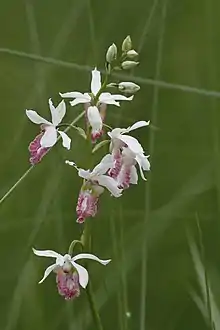 Eulophia obtusa