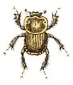 Euoniticellus fulvus