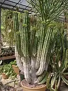 Euphorbia handiensis(Euphorbiacea)